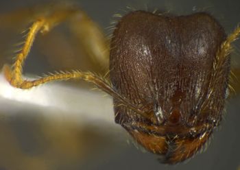 Media type: image;   Entomology 34174 Aspect: head frontal view